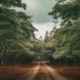 Forrest or Forest