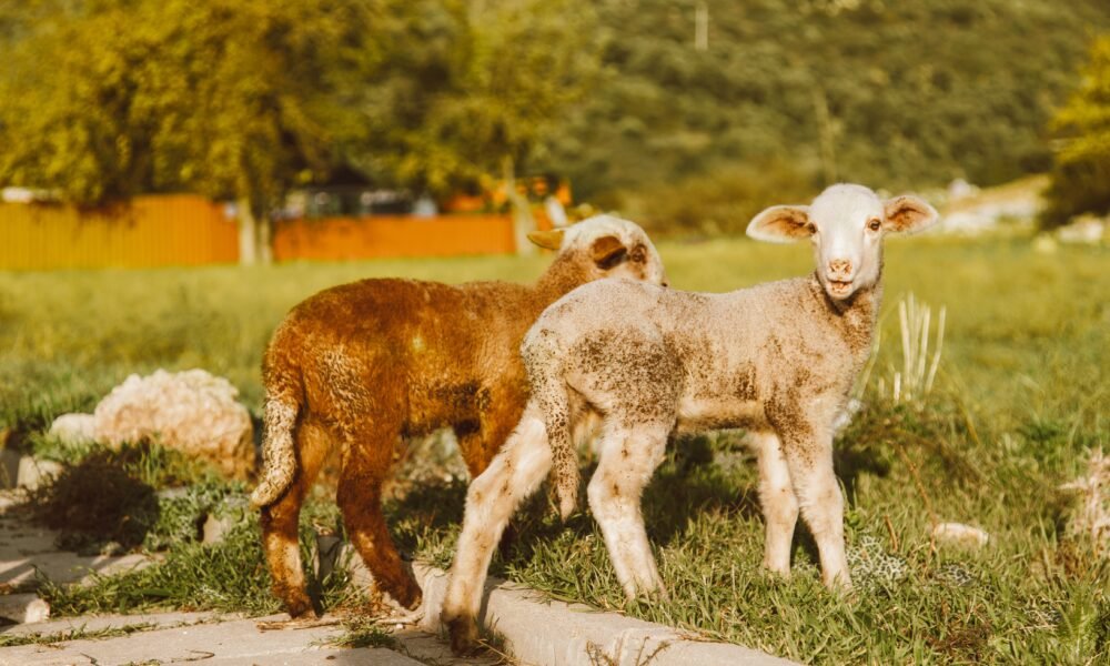 Worthy Is the Lamb Hillsong