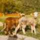 Worthy Is the Lamb Hillsong