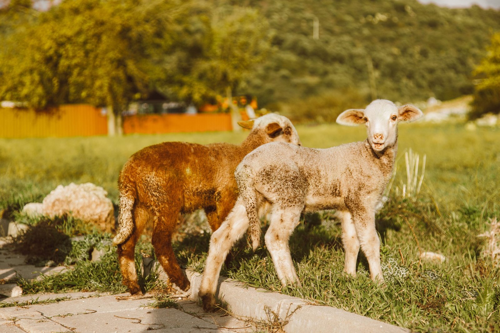 Worthy Is the Lamb Hillsong