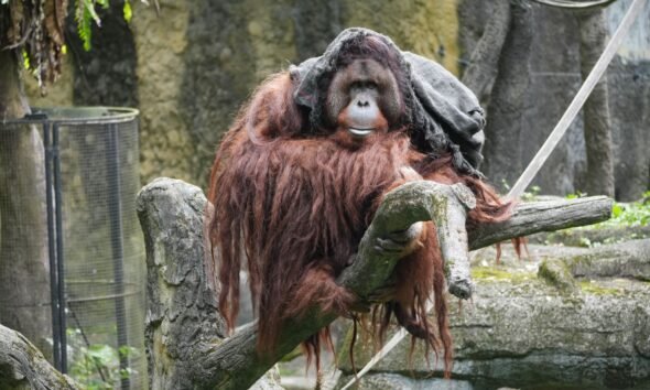War for the Planet of the Apes